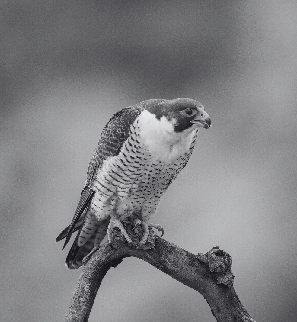 Nesting Falcons and Contract Nightmares: Sharing Wildlife Risk in Construction