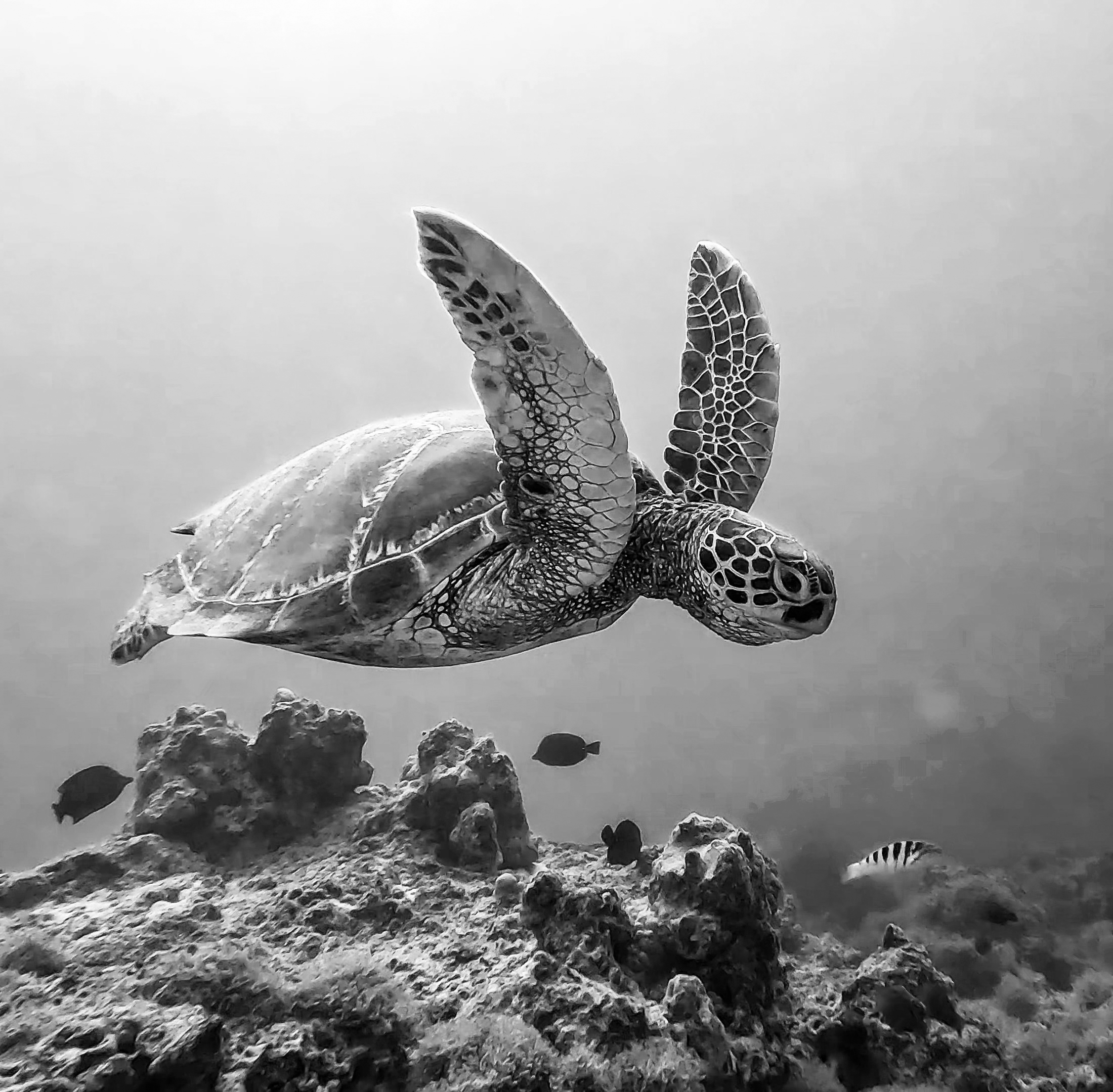 The Biodiversity Beyond National Jurisdiction Bill and the UK’s Ratification of International Treaties